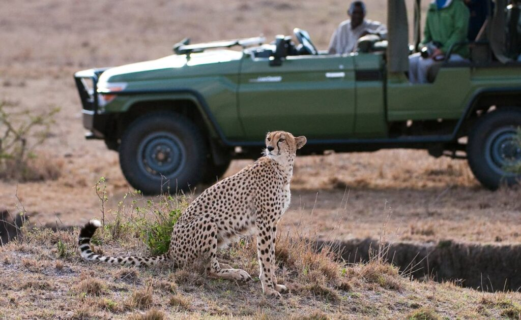 Safari Adventure